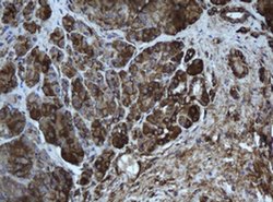 EPHX1 Monoclonal Antibody (OTI2D8), TrueMAB , OriGene 100 &mu;L; Unconjugated:Antibodies,