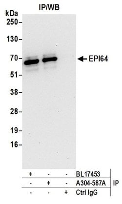 EPI64 Rabbit anti-Human, Mouse, Polyclonal, Bethyl Laboratories 100 &mu;L;