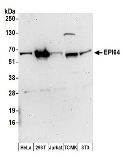 EPI64 Rabbit anti-Human, Mouse, Polyclonal, Bethyl Laboratories 100 &mu;L;
