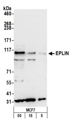 EPLIN Rabbit anti-Human, Polyclonal, Bethyl Laboratories 100 &mu;L; Unconjugated:Antibodies,