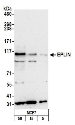EPLIN Polyclonal Antibody, Bethyl Laboratories 20 &mu;L; Unconjugated:Antibodies,