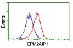 EPM2AIP1 Monoclonal Antibody (OTI2A2), TrueMAB , OriGene:Antibodies:Primary