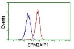 EPM2AIP1 Monoclonal Antibody (OTI2A2), TrueMAB , OriGene 100 &mu;L; Unconjugated:Antibodies,