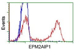 EPM2AIP1 Monoclonal Antibody (OTI2A5), TrueMAB , OriGene 30 &mu;L; Unconjugated:Antibodies,