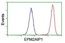 EPM2AIP1 Monoclonal Antibody (OTI1G9), TrueMAB , OriGene 100 &mu;L; Unconjugated:Antibodies,