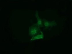 EPM2AIP1 Monoclonal Antibody (OTI2A5), TrueMAB , OriGene 30 &mu;L; Unconjugated:Antibodies,