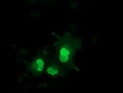 EPM2AIP1 Monoclonal Antibody (OTI1F3), TrueMAB , OriGene 100 &mu;L; Unconjugated:Antibodies,