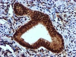 EPM2AIP1 Monoclonal Antibody (OTI2A2), TrueMAB , OriGene 100 &mu;L; Unconjugated:Antibodies,