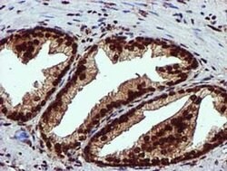EPM2AIP1 Monoclonal Antibody (OTI2A2), TrueMAB , OriGene 100 &mu;L; Unconjugated:Antibodies,