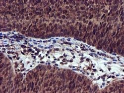 EPM2AIP1 Monoclonal Antibody (OTI2A2), TrueMAB , OriGene:Antibodies:Primary