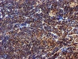 EPM2AIP1 Monoclonal Antibody (OTI2A2), TrueMAB , OriGene 100 &mu;L; Unconjugated:Antibodies,