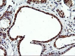 EPM2AIP1 Monoclonal Antibody (OTI1G9), TrueMAB , OriGene 100 &mu;L; Unconjugated:Antibodies,