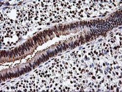 EPM2AIP1 Monoclonal Antibody (OTI1G9), TrueMAB , OriGene 100 &mu;L; Unconjugated:Antibodies,