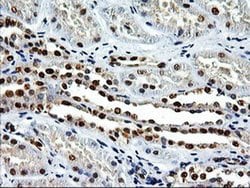 EPM2AIP1 Monoclonal Antibody (OTI1G9), TrueMAB , OriGene 100 &mu;L; Unconjugated:Antibodies,