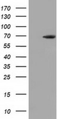 EPM2AIP1 Monoclonal Antibody (OTI2A5), TrueMAB , OriGene 30 &mu;L; Unconjugated:Antibodies,