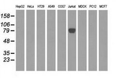 EPM2AIP1 Monoclonal Antibody (OTI2A5), TrueMAB , OriGene 30 &mu;L; Unconjugated:Antibodies,