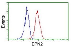 EPN2 Monoclonal Antibody (OTI1G3), TrueMAB , OriGene:Antibodies:Primary