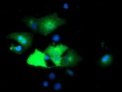 EPN2 Monoclonal Antibody (OTI1G3), TrueMAB , OriGene 100 &mu;L; Unconjugated:Antibodies,