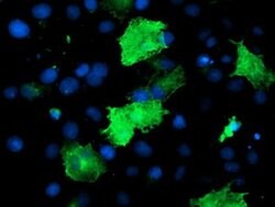 EPN2 Monoclonal Antibody (OTI1B4), TrueMAB , OriGene 100 &mu;L; Unconjugated:Antibodies,