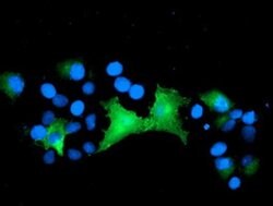 EPN2 Monoclonal Antibody (OTI1C5), TrueMAB , OriGene 30 &mu;L; Unconjugated:Antibodies,