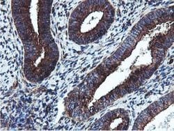 EPN2 Monoclonal Antibody (OTI1H3), TrueMAB , OriGene 100 &mu;L; Unconjugated:Antibodies,
