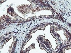 EPN2 Monoclonal Antibody (OTI1H3), TrueMAB , OriGene 100 &mu;L; Unconjugated:Antibodies,