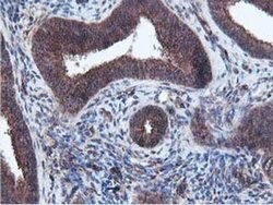 EPN2 Monoclonal Antibody (OTI1G3), TrueMAB , OriGene 100 &mu;L; Unconjugated:Antibodies,