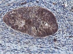EPN2 Monoclonal Antibody (OTI1G3), TrueMAB , OriGene 100 &mu;L; Unconjugated:Antibodies,