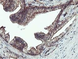 EPN2 Monoclonal Antibody (OTI1G3), TrueMAB , OriGene 100 &mu;L; Unconjugated:Antibodies,