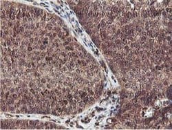 EPN2 Monoclonal Antibody (OTI1G3), TrueMAB , OriGene 100 &mu;L; Unconjugated:Antibodies,