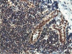 EPN2 Monoclonal Antibody (OTI1G3), TrueMAB , OriGene:Antibodies:Primary