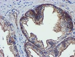 EPN2 Monoclonal Antibody (OTI1F1), TrueMAB , OriGene 30 &mu;L; Unconjugated:Antibodies,