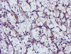 EPN2 Monoclonal Antibody (OTI1F1), TrueMAB , OriGene 30 &mu;L; Unconjugated:Antibodies,