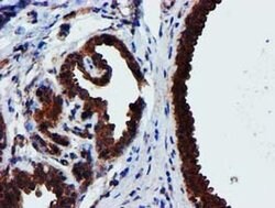 EPN2 Monoclonal Antibody (OTI1B4), TrueMAB , OriGene 100 &mu;L; Unconjugated:Antibodies,