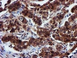 EPN2 Monoclonal Antibody (OTI1B4), TrueMAB , OriGene 100 &mu;L; Unconjugated:Antibodies,
