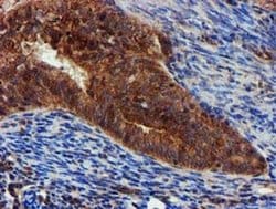EPN2 Monoclonal Antibody (OTI1B4), TrueMAB , OriGene 100 &mu;L; Unconjugated:Antibodies,