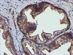 EPN2 Monoclonal Antibody (OTI1B4), TrueMAB , OriGene 100 &mu;L; Unconjugated:Antibodies,