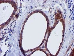 EPN2 Monoclonal Antibody (OTI1C5), TrueMAB , OriGene 30 &mu;L; Unconjugated:Antibodies,