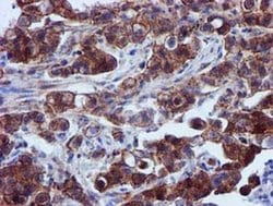 EPN2 Monoclonal Antibody (OTI1C5), TrueMAB , OriGene 30 &mu;L; Unconjugated:Antibodies,