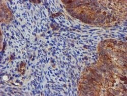 EPN2 Monoclonal Antibody (OTI1C5), TrueMAB , OriGene 30 &mu;L; Unconjugated:Antibodies,