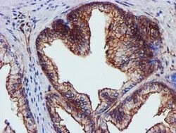 EPN2 Monoclonal Antibody (OTI1C5), TrueMAB , OriGene 30 &mu;L; Unconjugated:Antibodies,