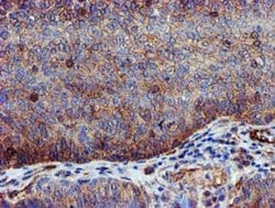 EPN2 Monoclonal Antibody (OTI1C5), TrueMAB , OriGene 30 &mu;L; Unconjugated:Antibodies,