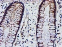 EPN2 Monoclonal Antibody (OTI1C5), TrueMAB , OriGene 30 &mu;L; Unconjugated:Antibodies,