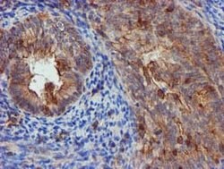 EPN2 Mouse anti-Human, Clone: OTI1F5, lyophilized, TrueMAB 100 &mu;g | Buy Online | OriGene | Fisher Scientific