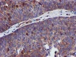 EPN2 Mouse anti-Human, Clone: OTI1F5, lyophilized, TrueMAB 100 &mu;g | Buy Online | OriGene | Fisher Scientific