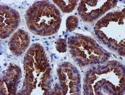 EPN2 Monoclonal Antibody (OTI1E4), TrueMAB , OriGene 30 &mu;L; Unconjugated:Antibodies,