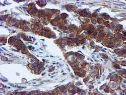 EPN2 Monoclonal Antibody (OTI1E4), TrueMAB , OriGene 30 &mu;L; Unconjugated:Antibodies,