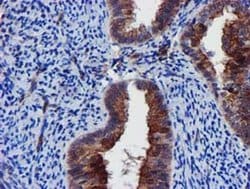 EPN2 Monoclonal Antibody (OTI1E4), TrueMAB , OriGene 30 &mu;L; Unconjugated:Antibodies,