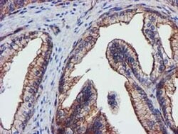 EPN2 Monoclonal Antibody (OTI1E4), TrueMAB , OriGene 30 &mu;L; Unconjugated:Antibodies,