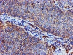 EPN2 Monoclonal Antibody (OTI1E4), TrueMAB , OriGene 30 &mu;L; Unconjugated:Antibodies,